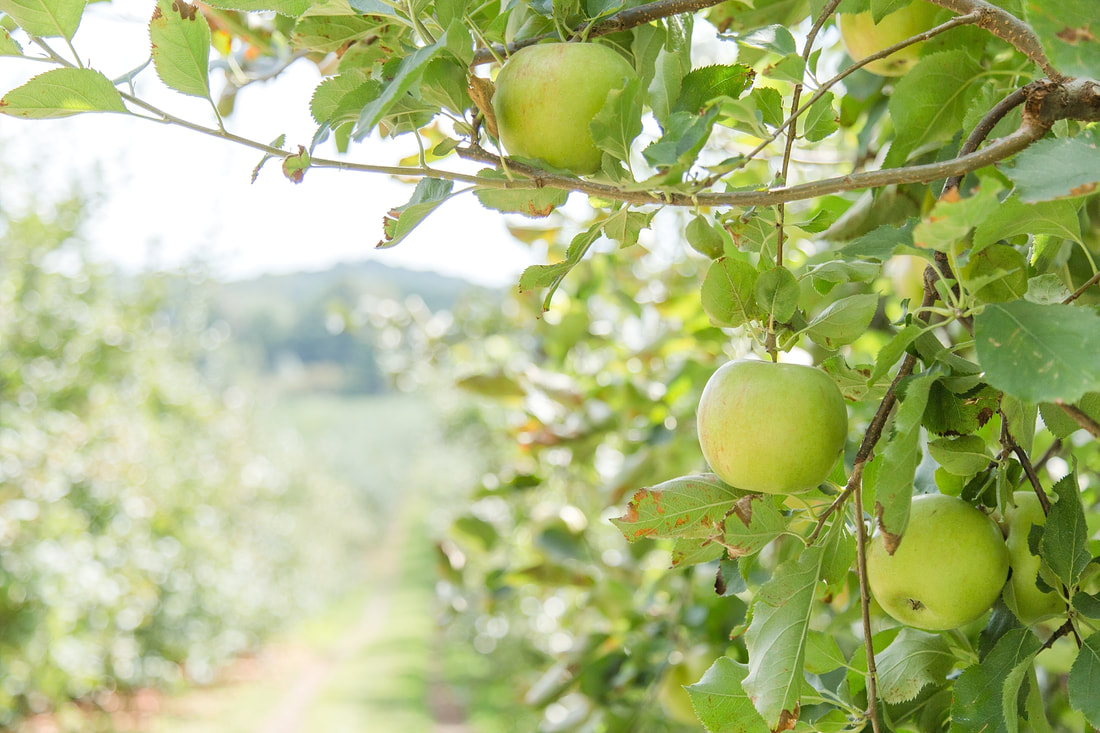 fall apples in Hendersonville NC | Nicole Watford Photography