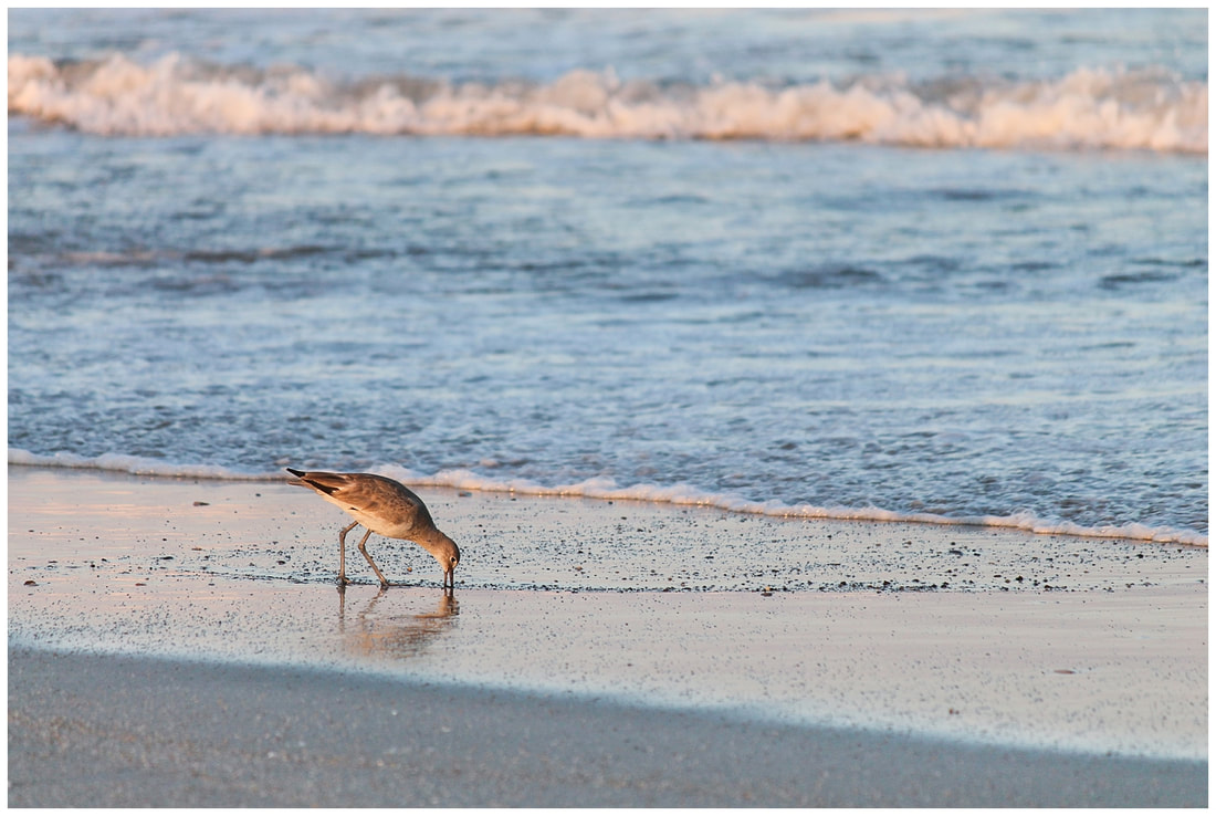 Wild bird at sunset in the Outer Banks of NC | Nicole Watford Photography