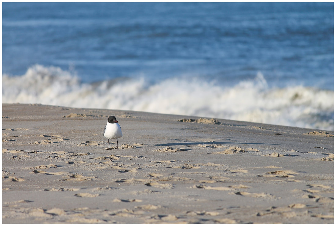 Bird at sunset in the Outer Banks of NC | Nicole Watford Photography