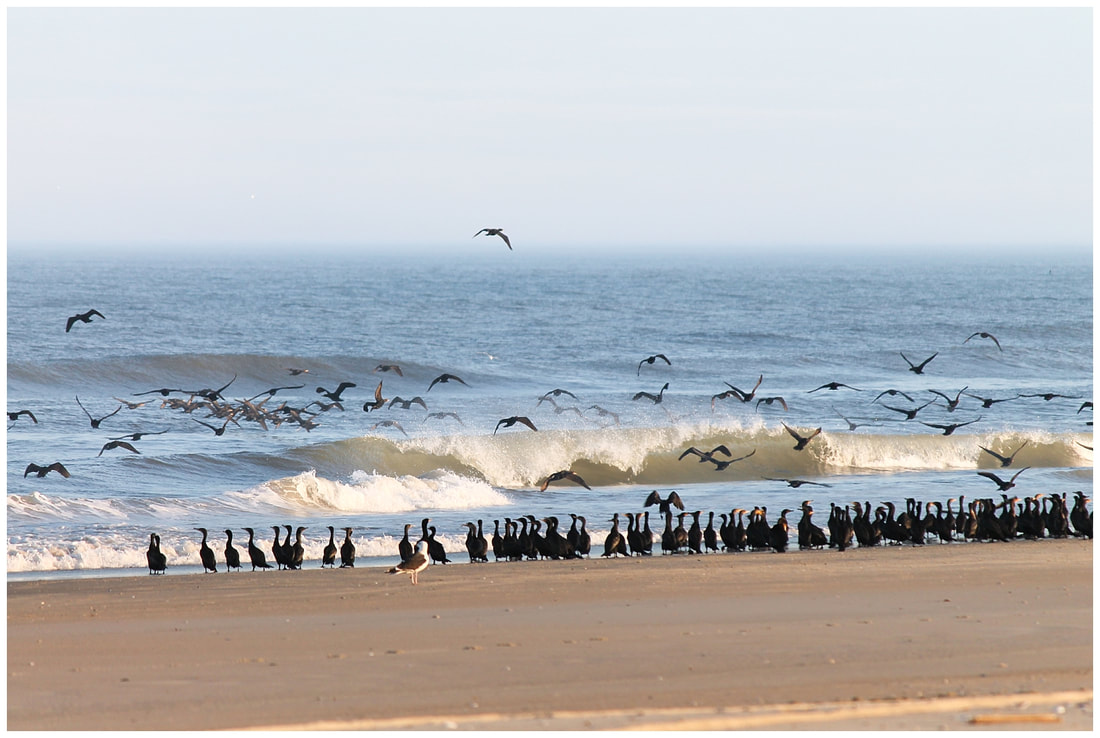 Migratory birds at sunset in the Outer Banks of NC | Nicole Watford Photography