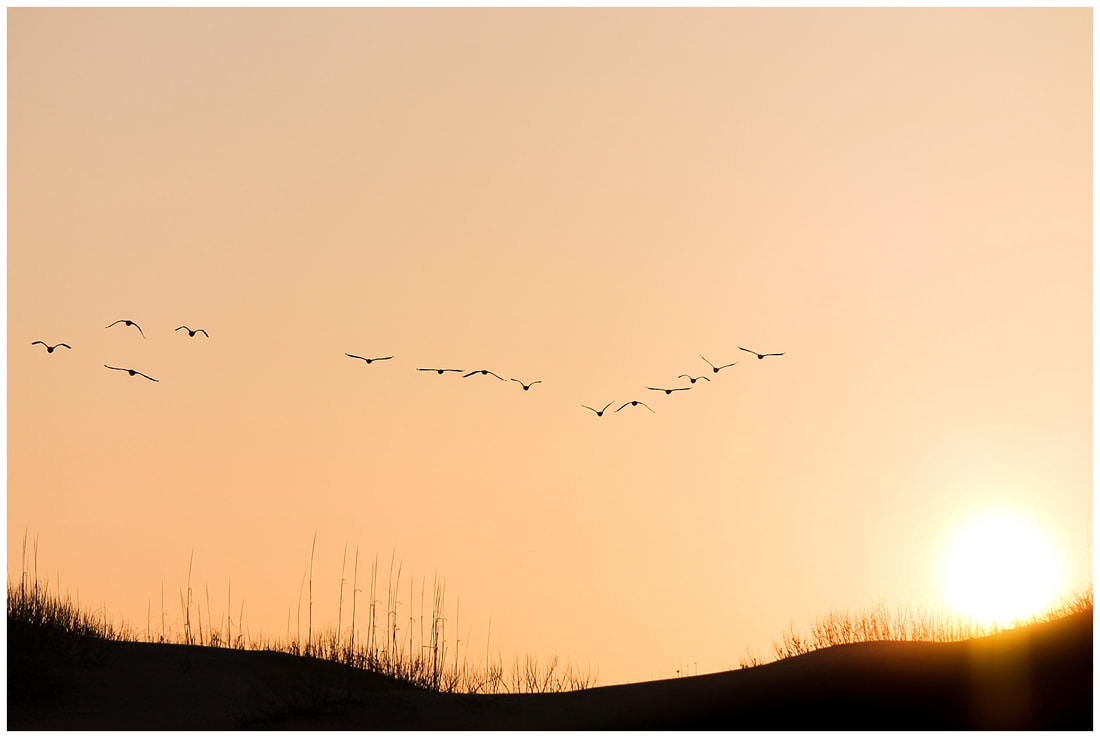 Migratory birds at sunset in the Outer Banks of NC | Nicole Watford Photography