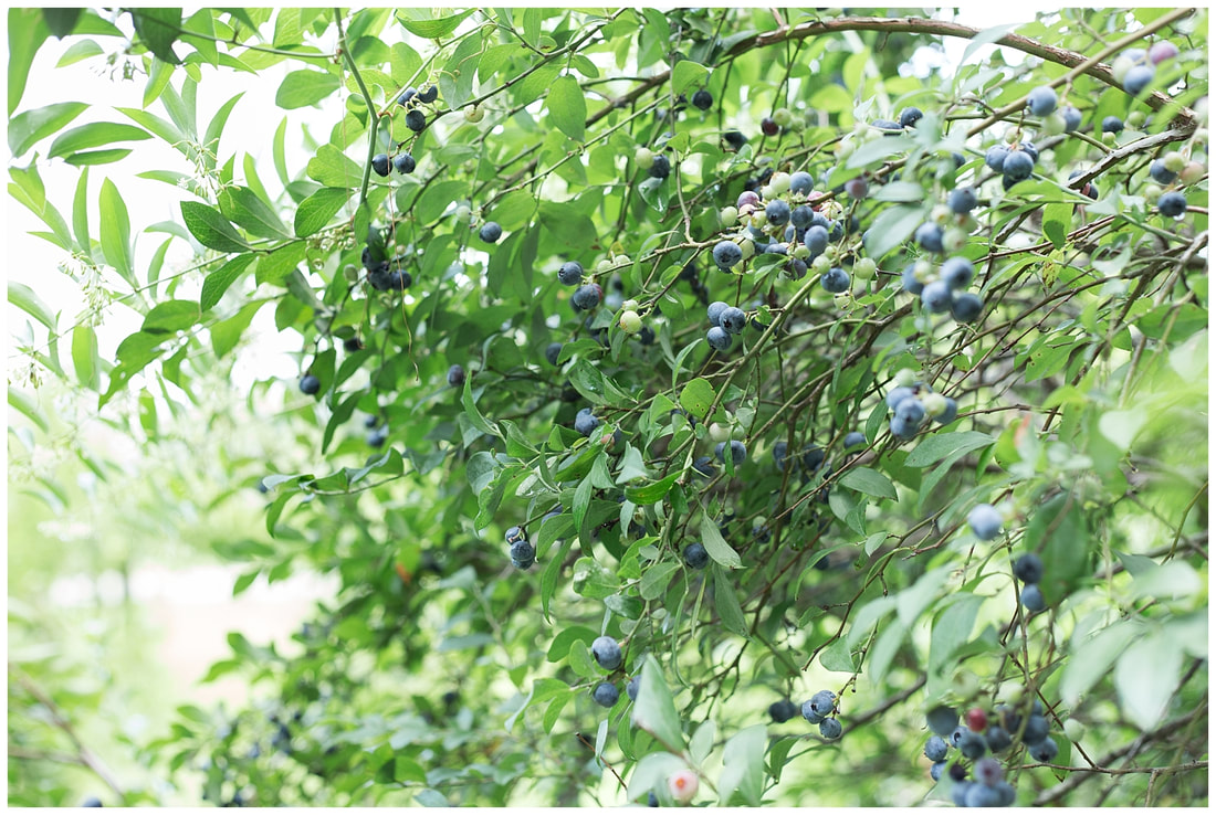 Picking blueberries is a favorite summer family traditions | Nicole Watford Photographer