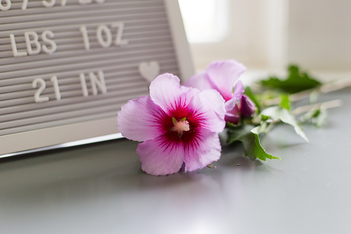 rose of Sharon lays near name board for baby