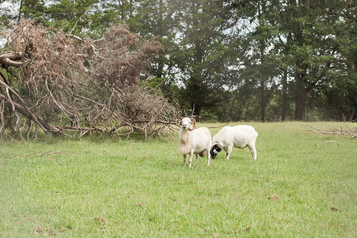goats walk on farm during newborn photos at home